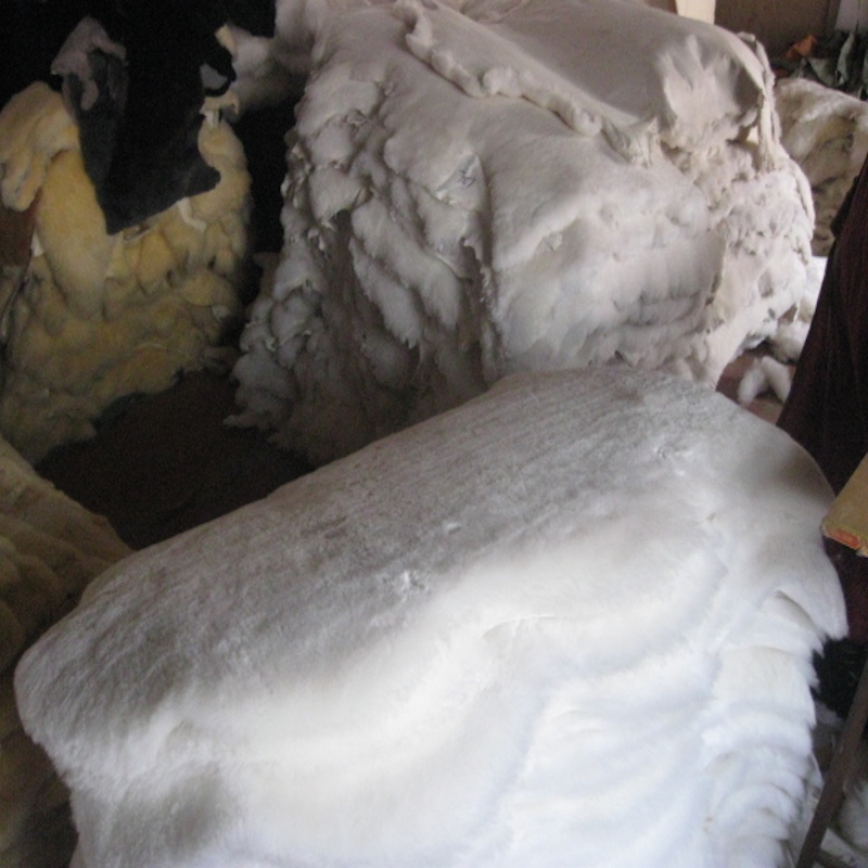 Australian Merino - alternate view 5
